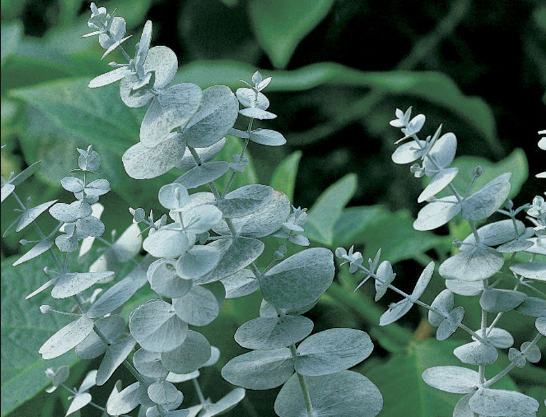 Bu bitkiyi kaynatıp 10 dakika koklayın inanılmaz faydasını göreceksiniz - Resim: 4