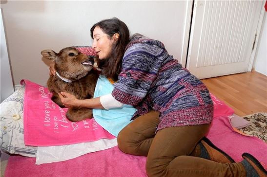 Evinde buzağı besliyor ona annelik yapıyor - Resim: 1