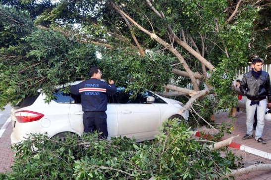 Fırtına ağaçları kökünden söktü - Resim: 4