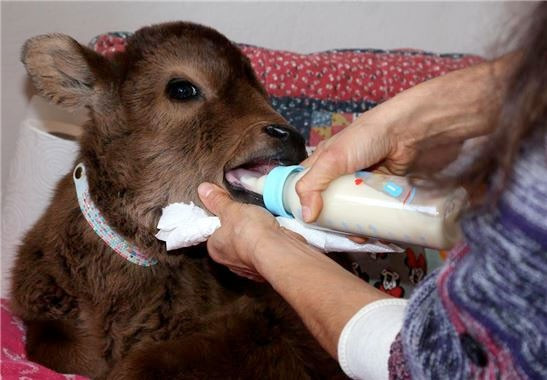 Evinde buzağı besliyor ona annelik yapıyor - Resim: 2