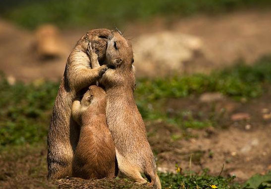 Hayvanların da aşık olduğunun kanıtı fotoğraflar - Resim: 1