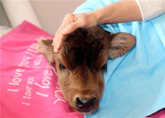 Evinde buzağı besliyor ona annelik yapıyor - Resim: 4