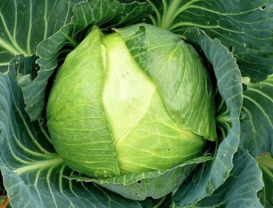 Kış yorgunluğuna birebir olan bu besinleri kesinlikle tüketin - Resim: 2