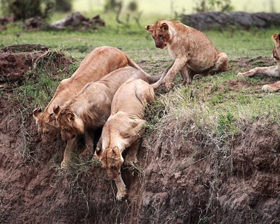 Yavrusu için kendini feda etti - Resim: 2