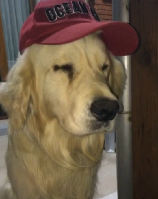 Köpeğinizin gözünde akıntı varsa dikkat! - Resim: 1