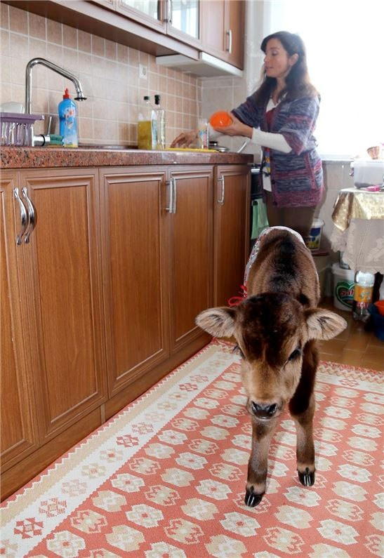 Evinde buzağı besliyor ona annelik yapıyor - Resim: 3