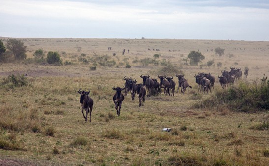 Tam timsaha yem olmak üzereyken... - Resim: 3