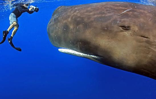 50 tonluk balinayla kafa kafaya - Resim: 1
