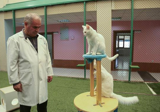 Van kedileri Mart'ı bekleyemedi - Resim: 4