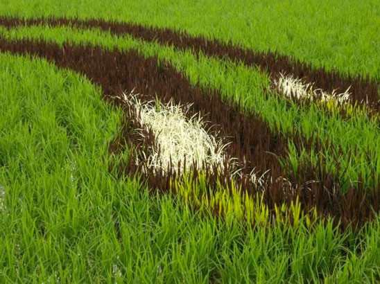 Bu sanat tablo üzerinde değil - Resim: 4