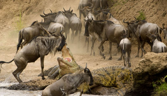 Timsahın ağzından böyle kurtuldu - Resim: 2