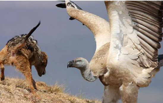 Vahşi av saniye saniye görüntülendi - Resim: 1