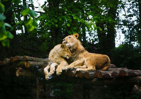 Hayvanların da aşık olduğunun kanıtı fotoğraflar - Resim: 4