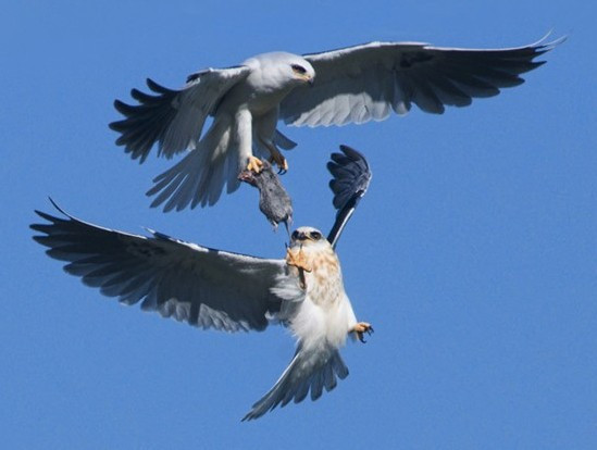 İki şahinin av kavgası! İnanılmaz bir mücadele - Resim: 2