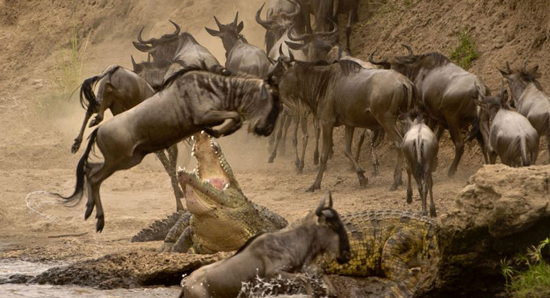 Timsahın ağzından böyle kurtuldu - Resim: 3