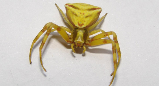 Örümceğin sırtındaki yüze bakın - Resim: 1