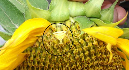 Örümceğin sırtındaki yüze bakın - Resim: 2