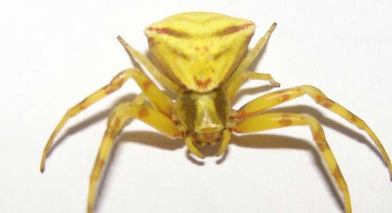 Örümceğin sırtındaki yüze bakın - Resim: 3