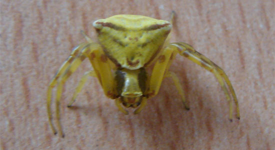 Örümceğin sırtındaki yüze bakın - Resim: 4