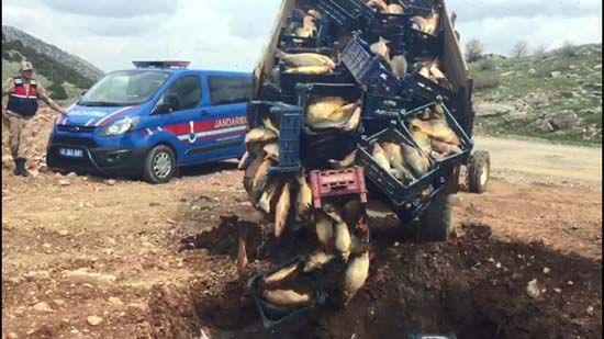 1 ton 200 kilo balık imha edildi! - Resim: 1