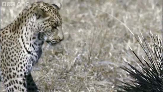 Leoparın akılamaz kirpi avı - Resim: 1