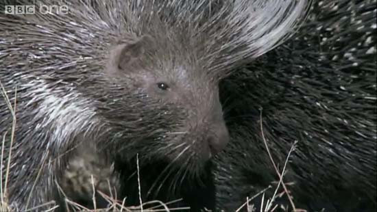 Leoparın akılamaz kirpi avı - Resim: 2