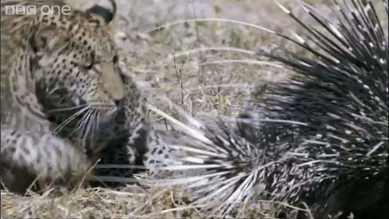 Leoparın akılamaz kirpi avı - Resim: 3