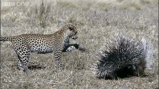 Leoparın akılamaz kirpi avı - Resim: 4