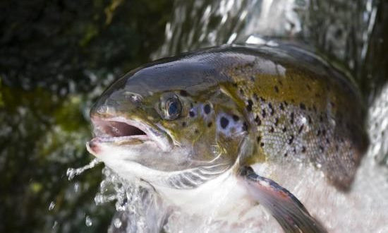 Fiyatı 115 lira olan somon balığı kampanyası! 39 liraya satılıyor 3 gün sürecek - Resim: 1