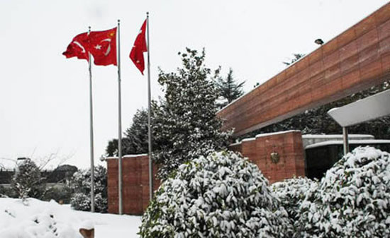 Köşk'ün Gülleri çifti kumru - Resim: 2