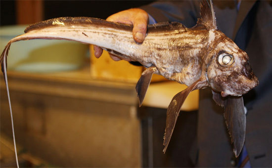 Marmara'dan çıkan tuhaf balık - Resim: 2