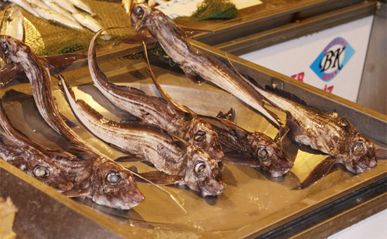 Marmara'dan çıkan tuhaf balık - Resim: 4