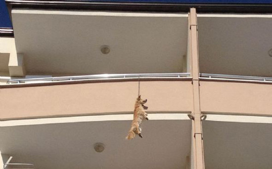 Balkondan asılmış köpek şoku - Resim: 3