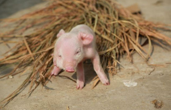 2 Burunlu domuz görenleri hayrete düşürdü! - Resim: 3