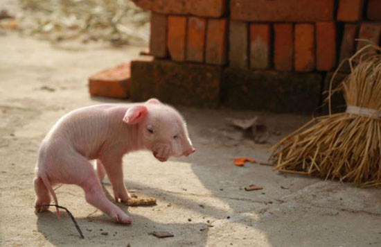 2 Burunlu domuz görenleri hayrete düşürdü! - Resim: 4