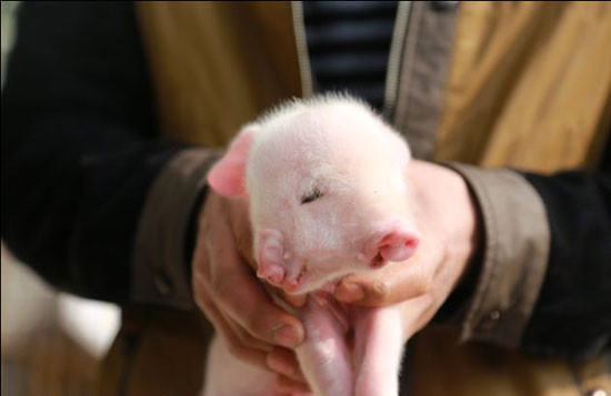 2 Burunlu domuz görenleri hayrete düşürdü! - Resim: 2