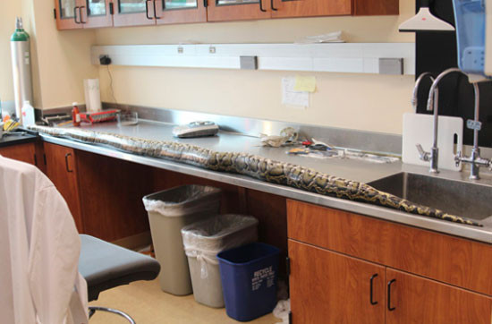 Bu piton dünyaları yutuyor - Resim: 4