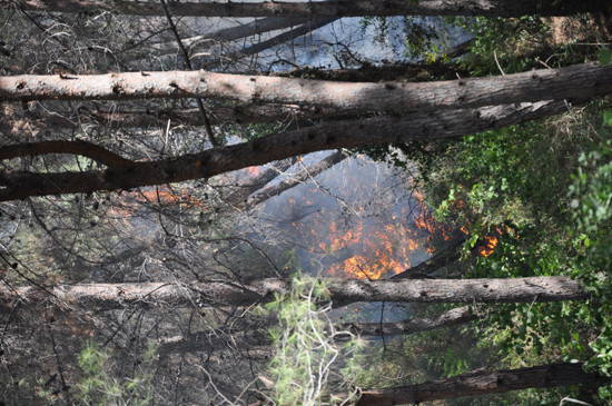 Osmaniye'de orman yangını - Resim: 1