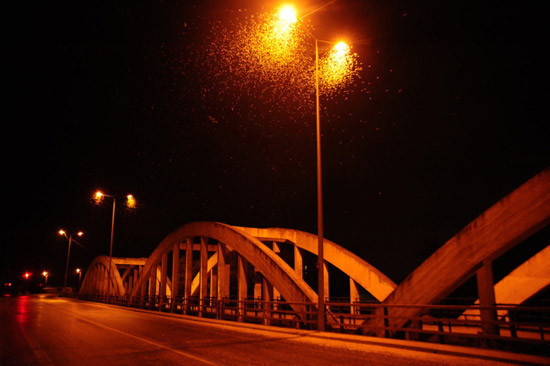 Çiftleşmek için ölüyorlar! - Resim: 3