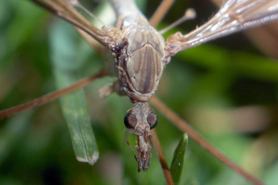  Sivrisineklerin en sevdiği kan grubu - Resim: 2