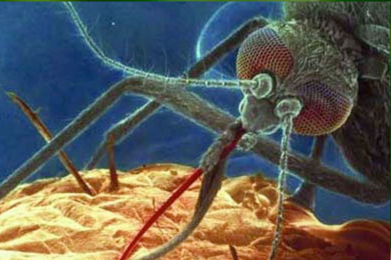  Sivrisineklerin en sevdiği kan grubu - Resim: 3