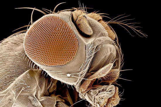  Sivrisineklerin en sevdiği kan grubu - Resim: 4