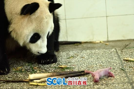 Pandanın doğum anı görüntülendi - Resim: 3