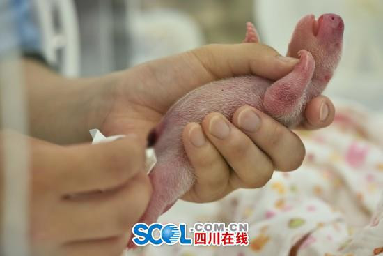 Pandanın doğum anı görüntülendi - Resim: 4