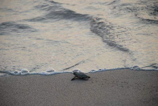 1000 tanesinden sadece 1'i yaşayacak - Resim: 1