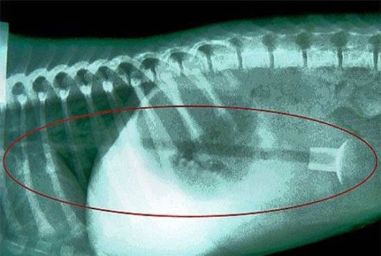 Köpeğin midesinden çıkana bak! - Resim: 3