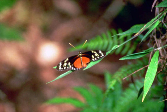 Kelebeğin kanadındaki sır - Resim: 1