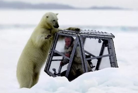 Vahşi yaşam kameramanı kendini kafese kapattı! Saniyeler sonrasında... - Resim: 2