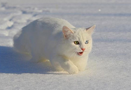 Van kedileri Mart'ı bekleyemedi - Resim: 1