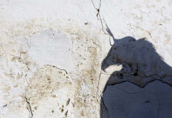 Kartal tavşanı böyle avladı! - Resim: 4